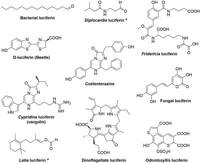 Luciferins Under Construction: A Review of Known Biosynthetic Pathways